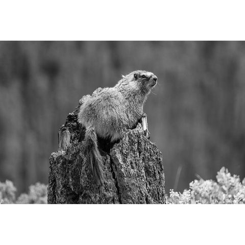 Yellow-bellied Marmot along the Osprey Falls Trail, Yellowstone National Park Black Modern Wood Framed Art Print with Double Matting by The Yellowstone Collection