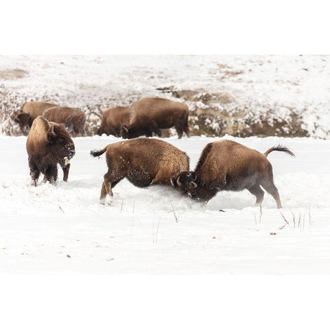 Young Bison Spar along the Firehole River, Yellowstone National Park White Modern Wood Framed Art Print by Frank, Jacob W.