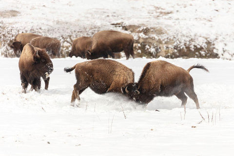 Young Bison Spar along the Firehole River, Yellowstone National Park Black Ornate Wood Framed Art Print with Double Matting by Frank, Jacob W.