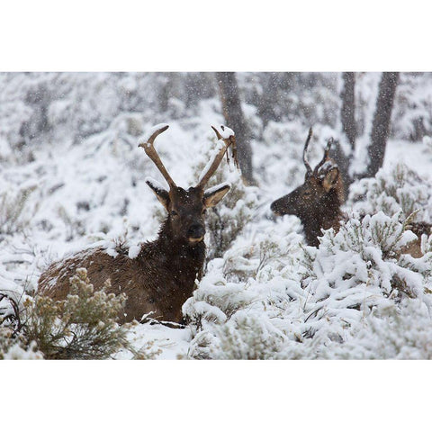 Young Bull Elk on Snowy Day, Yellowstone National Park Black Modern Wood Framed Art Print with Double Matting by The Yellowstone Collection