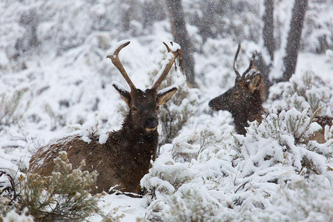 Young Bull Elk on Snowy Day, Yellowstone National Park Black Ornate Wood Framed Art Print with Double Matting by The Yellowstone Collection