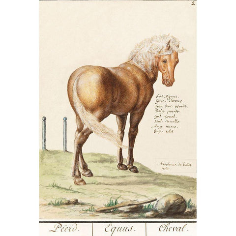 Horse-Equus Ferus Caballus 1596 White Modern Wood Framed Art Print by de Boodt, Anselmus Boetius