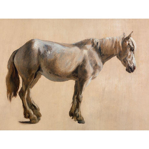 Study of a Grey Horse 1800 White Modern Wood Framed Art Print by Agasse, Jacques-Laurent