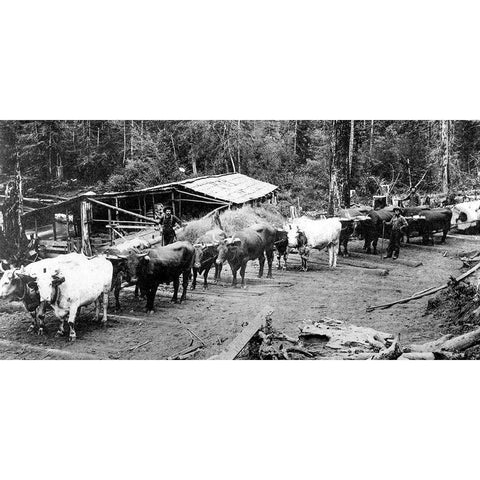 Logging with Ox Teams White Modern Wood Framed Art Print by Vintage Photography