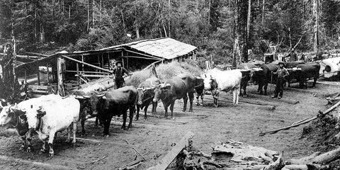 Logging with Ox Teams White Modern Wood Framed Art Print with Double Matting by Vintage Photography