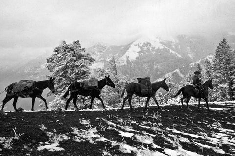 Winter Mule Packing Black Ornate Wood Framed Art Print with Double Matting by Vintage Photography