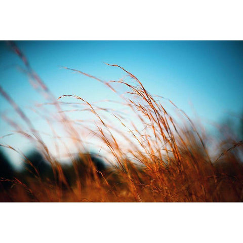 Alabama Grasslands Gold Ornate Wood Framed Art Print with Double Matting by Alabama Picture Archive