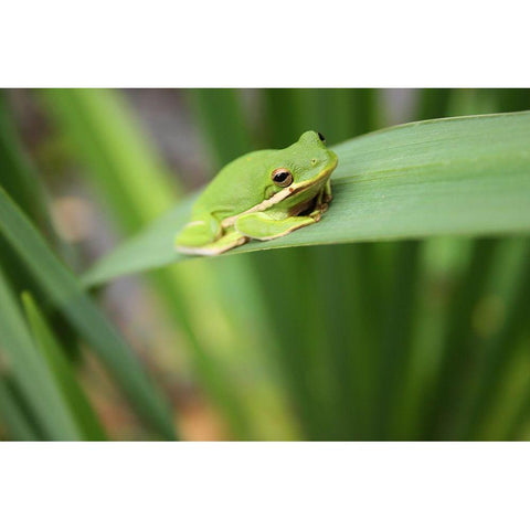 Alabama Tree Frog Gold Ornate Wood Framed Art Print with Double Matting by Alabama Picture Archive