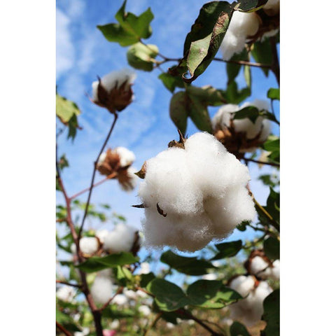Cotton Harvest in Autaugaville-Alabama Black Modern Wood Framed Art Print with Double Matting by Alabama Picture Archive