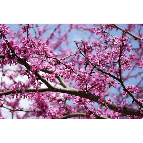 Flowering Redbub Tree Alabama I White Modern Wood Framed Art Print by Alabama Picture Archive