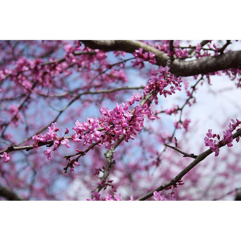 Flowering Redbub Tree Alabama II Gold Ornate Wood Framed Art Print with Double Matting by Alabama Picture Archive