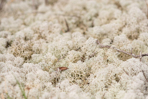 Moose Moss Black Ornate Wood Framed Art Print with Double Matting by Alabama Picture Archive