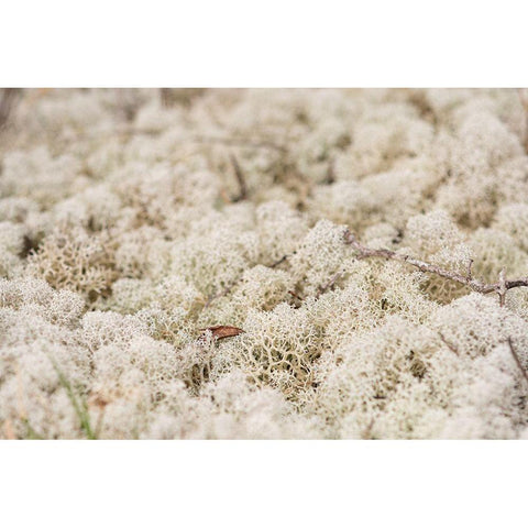 Moose Moss Gold Ornate Wood Framed Art Print with Double Matting by Alabama Picture Archive