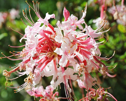 Native Pink Azalea Alabama White Modern Wood Framed Art Print with Double Matting by Alabama Picture Archive