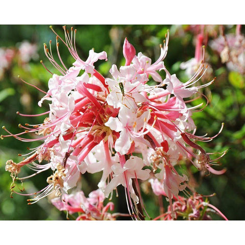 Native Pink Azalea Alabama Gold Ornate Wood Framed Art Print with Double Matting by Alabama Picture Archive