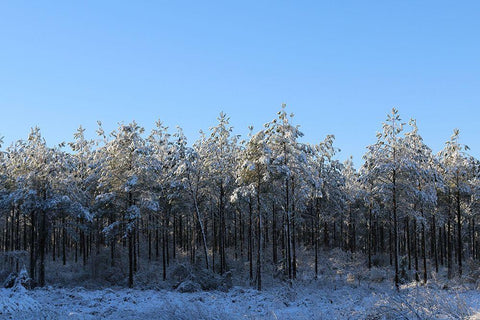 Treeline in Snow with Blue Sky-Alabama Black Ornate Wood Framed Art Print with Double Matting by Alabama Picture Archive