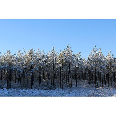 Treeline in Snow with Blue Sky-Alabama Gold Ornate Wood Framed Art Print with Double Matting by Alabama Picture Archive