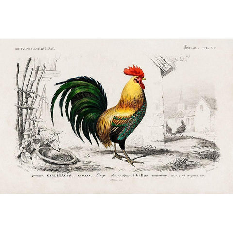 Cock Illustration Gold Ornate Wood Framed Art Print with Double Matting by Orbigny, Dessalines D.