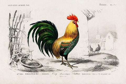 Cock Illustration Black Ornate Wood Framed Art Print with Double Matting by Orbigny, Dessalines D.