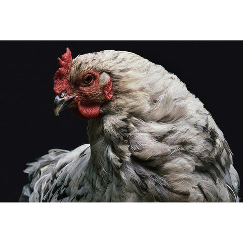 My Best Side White Modern Wood Framed Art Print by Chickens