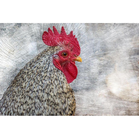 Posing Rooster White Modern Wood Framed Art Print by Chickens