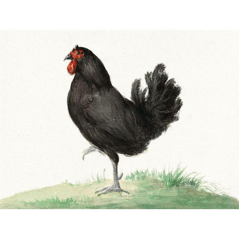 Standing Black Chicken White Modern Wood Framed Art Print by Bernard, Jean