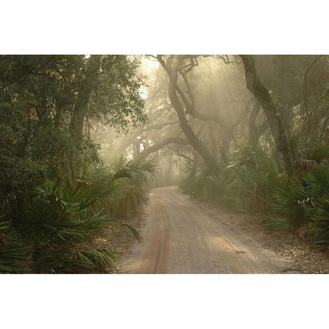 Cumberland Island-Georgia White Modern Wood Framed Art Print by Georgia Picture Archive
