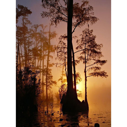 Okefenokee Swamp Sunset-Georgia Black Modern Wood Framed Art Print with Double Matting by Georgia Picture Archive