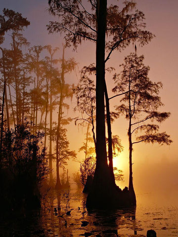 Okefenokee Swamp Sunset-Georgia Black Ornate Wood Framed Art Print with Double Matting by Georgia Picture Archive