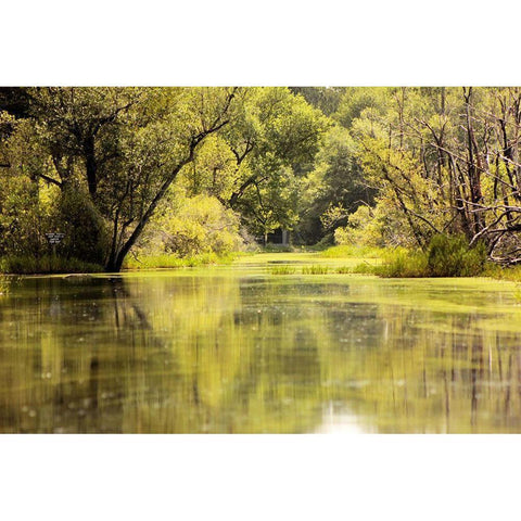 Okefenokee Swamp-Georgia Gold Ornate Wood Framed Art Print with Double Matting by Georgia Picture Archive