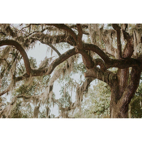 Savannah Georgia Black Modern Wood Framed Art Print by Georgia Picture Archive
