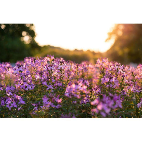 Purple Flower Field Kentucky Black Modern Wood Framed Art Print by Kentucky Picture Archive