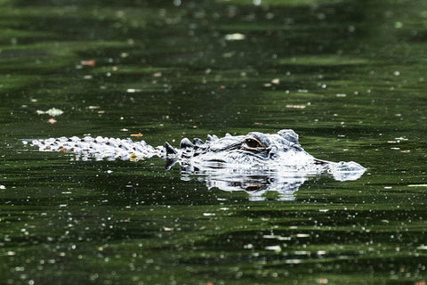 Alligator in a pond at Magnolia House and Gardens in South Carolina White Modern Wood Framed Art Print with Double Matting by South Carolina Picture Archive