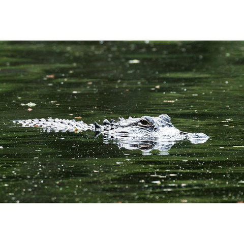 Alligator in a pond at Magnolia House and Gardens in South Carolina Gold Ornate Wood Framed Art Print with Double Matting by South Carolina Picture Archive