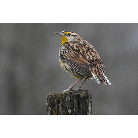 Eastern Meadowlark Tennessee Black Modern Wood Framed Art Print with Double Matting by Tennessee Picture Archive