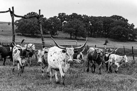 Lonesome Pine Ranch Austin County Texas White Modern Wood Framed Art Print with Double Matting by Texas Picture Archive