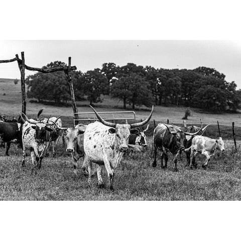 Lonesome Pine Ranch Austin County Texas White Modern Wood Framed Art Print by Texas Picture Archive