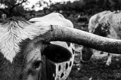 Longhorn Cows-Texas Black Ornate Wood Framed Art Print with Double Matting by Texas Picture Archive