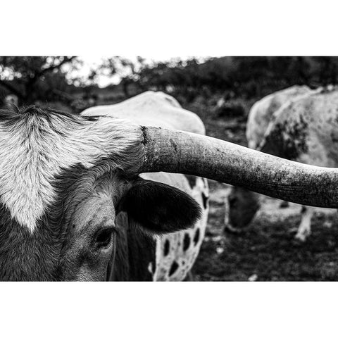 Longhorn Cows-Texas White Modern Wood Framed Art Print by Texas Picture Archive
