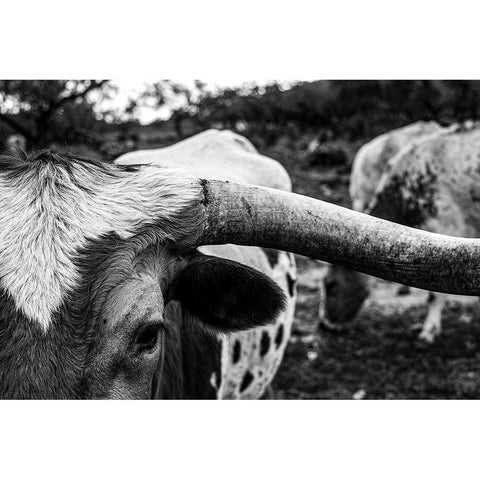 Longhorn Cows-Texas Gold Ornate Wood Framed Art Print with Double Matting by Texas Picture Archive