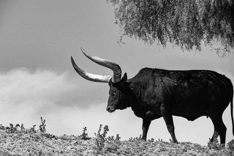 Longhorn Steer-Texas White Modern Wood Framed Art Print with Double Matting by Texas Picture Archive