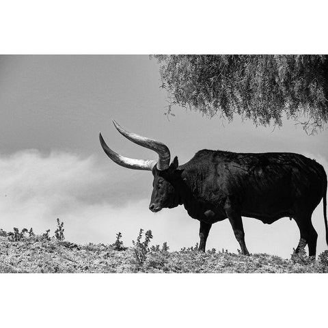 Longhorn Steer-Texas Black Modern Wood Framed Art Print by Texas Picture Archive