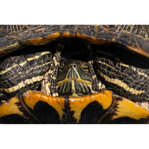 Red-eared Slider Turtle in San Antonio-Texas Black Modern Wood Framed Art Print with Double Matting by Cheung, Lance