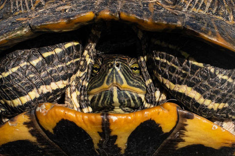 Red-eared Slider Turtle in San Antonio-Texas White Modern Wood Framed Art Print with Double Matting by Cheung, Lance