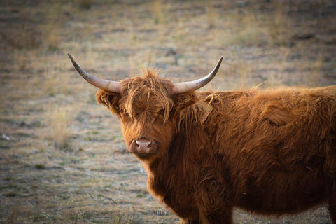 Texas Brown Steer White Modern Wood Framed Art Print with Double Matting by Texas Picture Archive