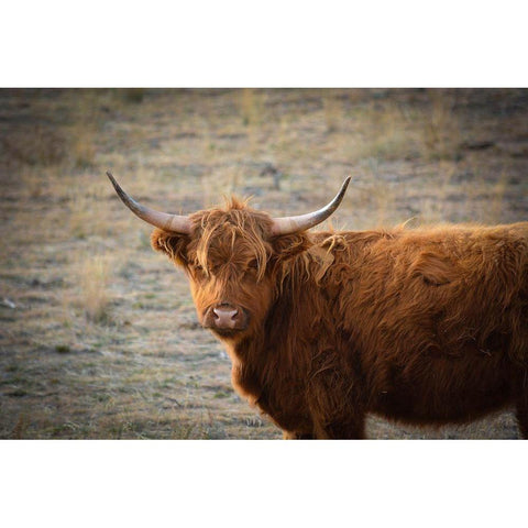 Texas Brown Steer Gold Ornate Wood Framed Art Print with Double Matting by Texas Picture Archive