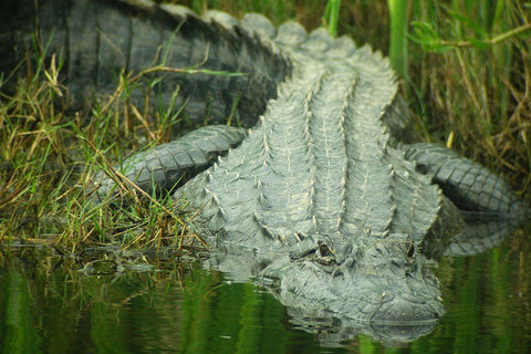 Texas Gator Black Ornate Wood Framed Art Print with Double Matting by Demcheck, Dennis