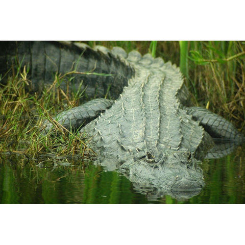 Texas Gator White Modern Wood Framed Art Print by Demcheck, Dennis