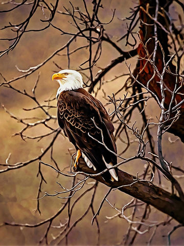 Bald Eagle Black Ornate Wood Framed Art Print with Double Matting by Alpenglow Workshop