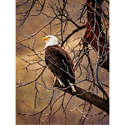 Bald Eagle Black Modern Wood Framed Art Print with Double Matting by Alpenglow Workshop